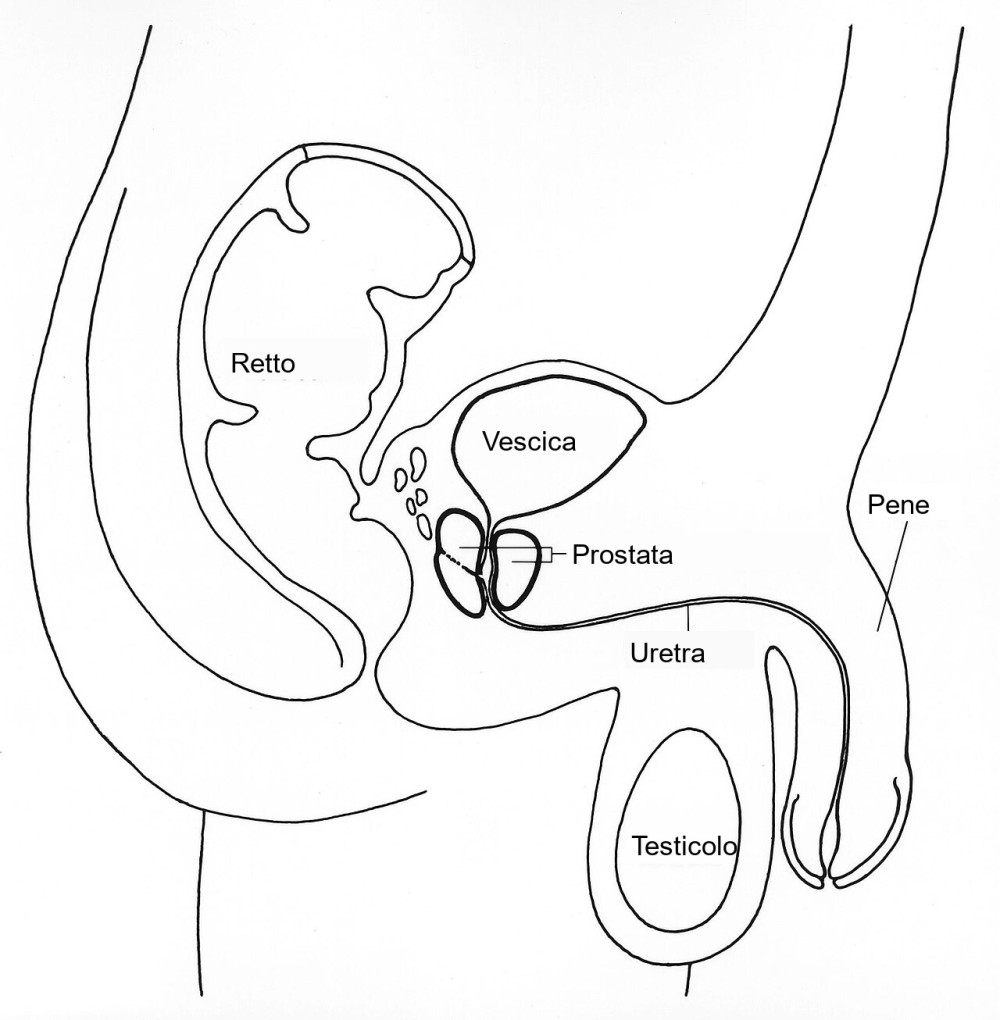 Sezione laterale del bacino maschile con prostata, vescica, uretra, retto e testicolo