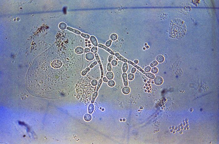 Cellule di lievito e pseudoife di Candida albicans al microscopio ottico