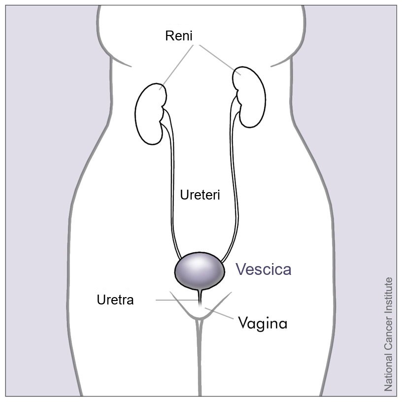 Schema delle vie urinarie femminili: reni, ureteri, vescica e uretra